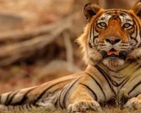 सरिस्का की ऐतिहासिक सफलता, अब देशभर के टाइगर रिजर्व अपनाएंगे राजस्थान मॉडल
