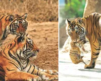 अंतरराष्ट्रीय बाघ दिवस : बाघों की दहाड़ से गूंज रहा राजस्थान, 149 तक पहुंची बाघों की संख्या