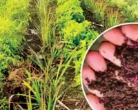 असर खबर का :  जैविक उत्पाद परीक्षण लैब तैयार, जांच के लिए खत्म होगा इंतजार, समय और खर्च दोनो की होगी बचत