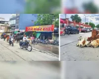 असर खबर का :  आवारा मवेशियों पर कार्रवाई तेज, एक दिन में पकड़ीं 80 गायें