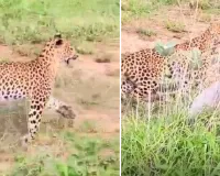 झालाना में फ्लोरा के शावक ने सीखा पहला शिकार : खरगोश का किया पीछा, पर्यटकों के कैमरे में कैद हुआ रोमांचक पल