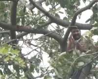 महाराष्ट्र में कर्ज माफी को लेकर उग्र प्रदर्शन : किसानों ने दी आत्महत्या की धमकी, रस्सियां लेकर पेड़ पर चढ़े किसान