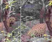 बारिश के बाद हरियाली से निखरा झालाना : राणा की दमदार वॉक बनी पर्यटकों के रोमांच का केंद्र, जोन-1 और पार्किंग क्षेत्र के आसपास मेल लेपर्ड की लगातार साइटिंग