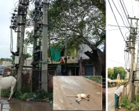 विद्युत डीपी बनी बंदरों के लिए काल, करंट की चपेट में आने से हो रहे हादसे