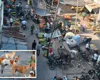 मंडी का जाम, सफाई-पानी की किल्लत, आवारा कुत्ते बने परेशानी