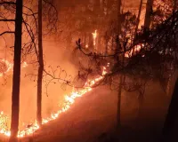 यूरोपीय जंगलों में लगी भीषण आग के बीच स्वयंसेवकों ने पेश की इंसानियत की मिसाल
