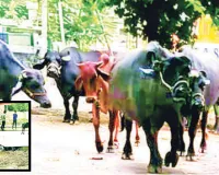 श्रीनाथपुरम में बीएसएनएल ऑफिस बना मवेशियों का तबेला