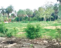 जेडीबी आर्ट्स कॉलेज परिसर में हरियाली व सौंदर्यीकरण के नाम पर लगा दिए खतरनाक  प्रतिबंधित कोनोकार्पस 