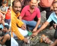 मंदिर में पहुंचा 7 फीट लंबा मगरमच्छ, श्रद्धालुओं में मची अफरा-तफरी