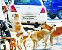 आवारा श्वानों ने  453 को बनाया शिकार, हर दिन औसतन 15 लोग हो रहे डाॅग बाइट के शिकार