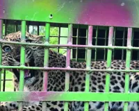 वन विभाग का रेस्क्यू अभियान सफल : सवाई माधोपुर में पकड़ा तेंदुआ, 40 से अधिक कैमरा ट्रैप से की निगरानी