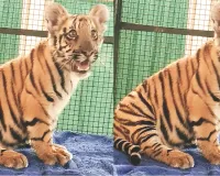 नाहरगढ़ बायोलॉजिकल पार्क : साढ़े पांच महीने की हुई मादा शावक, नियोनेटल केयर यूनिट में किया जा रहा लालन-पालन