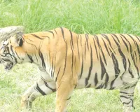 नाहरगढ़ बायोलॉजिकल पार्क : बाघ के हमले से पहले भी हुई कई घटनाएं, कभी लेपर्ड पिंजरे से बाहर निकला तो कभी भालू ने पिंजरा तोड़ा