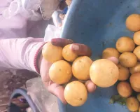 कम बारिश से फीकी पड़ी नींबू की खटास, मुहाना मंडी में भाव पहुंचे 150 रुपए प्रति किलो तक
