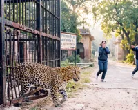 121 साल पुराने पिंजरों में रखे जा रहे रेस्क्यू जंगली जानवर
