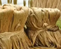 भारत दुनिया का सबसे बड़ा कच्चा जूट उत्पादक देश, 40 लाख किसान परिवारों और 3.70 लाख श्रमिकों की आजीविका जुड़ी