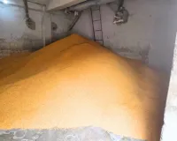 जयपुर थोक बाजार में दालों के भाव स्थिर, चना-मटर दाल में तेजी