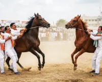 23 में से भाजपा ने छह, तो कांग्रेस ने चार बोर्ड रिपीट किए