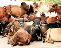 असर खबर का : कोटा में पशु चिकित्सकों के 15 नए पदों पर नियुक्ति, उपचार व्यवस्था में सुधार की जगी उम्मीद