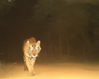 रणथम्भौर में बाघ T-108 की स्थिति में सुधार, वन विभाग की टीम लगातार कर रही निगरानी