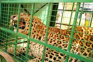 उदयपुर: 7 लोगों की जान लेने वाला आदमखोर तेंदुआ हुआ पिंजरे में कैद, 80 से ज्यादा वनकर्मी कर रहे थे तलाश