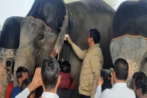 हाथियों के लिए दो दिवसीय मेडिकल कैम्प शुरू