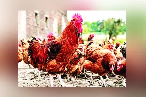 देशभर में ‘प्रताप धन मुर्गी’ की डिमांड लाखों में, सप्लाई हजारों में