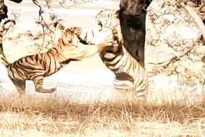 रणथंभौर में दो बाघों का संघर्ष, पर्यटकों ने बनाए वीडियो