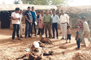 पैंथर ने बाड़े में बकरियों को किया घायल 