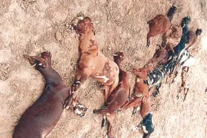 करंट की चपेट में बकरियां: 11 केवी लाइन का तार टूटा, 29 बकरियों ने तोड़ा दम