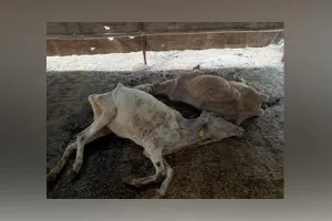 जाखेड़ा गौशाला की 100 से अधिक गायों की मौत