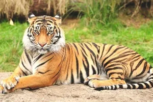  रणथंभौर में बाघों का बढ़ा कुनबा:  आपसी संघर्ष नहीं ले रहा थमने का नाम 