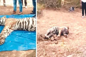रणथंभौर नेशनल पार्क में एक माह में तीन टाइगर मिले मृत