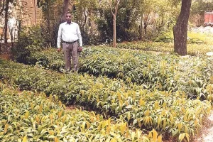 कोटपूतली में होगी हरियाली, वन विभाग ने तैयार किए 85 हजार पौधे, एक जुलाई से होगा वितरण