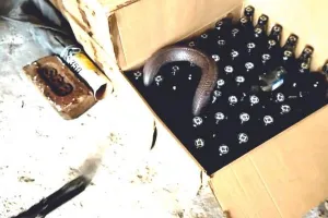 शराब के डिब्बे में जा छिपा कोबरा सांप, दो घंटे बंद रही शराब दुकान 