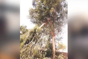  पेड़ का हिस्सा टूटकर बिजली लाइन पर गिरा, हादसा टला