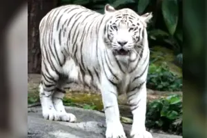 सफेद बाघ चीनू 6 दिन से बीमार, डाइड लेना छोड़ा