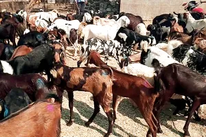 इंडोनेशिया में बिना कुर्बानी ही मनानी पड़ी बकरीद, टूटी सदियों पुरानी परंपरा!