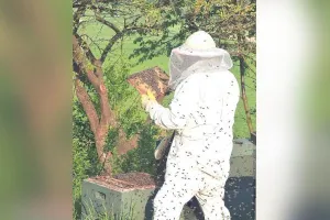 ऑस्ट्रेलिया ने महामारी को रोकने के नाम पर मार दी करोड़ों मधुमक्खियां