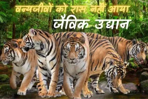 नाहरगढ़ जैविक उद्यान : अब बचे पांच बाघ, इनमें बाघ नाहर, बाघिन रंभा और महक उम्रदराज