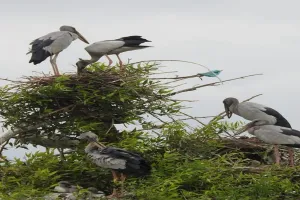 जामुनिया में बसा दुर्लभ पक्षियों का संसार...