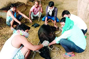 आवारा कुत्तों ने गौवंश पर किया हमला