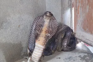एक दिन में तीन जगह निकले कोबरा, घरों में मचा हड़कम्प 