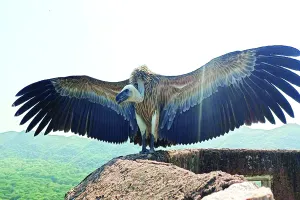 60 दिन तक किया जिप्स इंडिकस प्रजाति के गिद्घ का उपचार