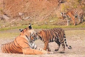 रणथंभौर नेशनल पार्क से 4 दर्जन टाइगर लापता