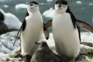 तेजी से घट रही है एडिली पेंगुइन की संख्या