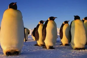 सम्राट पेंगुइन के अस्तित्व पर मंडराता संकट