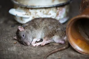 मथुरा में नशेड़ी चूहे, खा गए 500 किलो गांजा