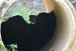 नाहरगढ़ जैविक उद्यान में भालू ने दिया बच्चे को जन्म