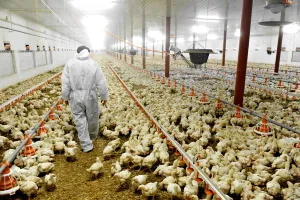बर्ड फ्लू का प्रकोपः 3 लाख से ज्यादा मुर्गियां मारेगा जापान